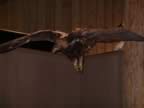 C- Jackson visitor center (2).jpg (37kb)